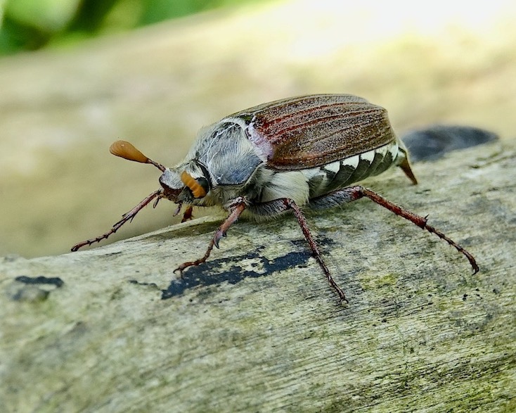 cockchafer